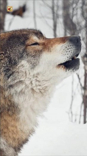 Wolf Howling Sounds 🐺 (Eurasian Wolf Calls in the Snow)