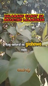 Halamang gamot sa makating lalamunan #fblifestyle #herbalmedicine #halamanggamot | Deinla Vlog