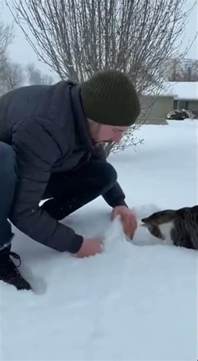 Cat does not abandon kitten#cat #crazy #dog #viral #trending #short