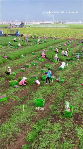 Garlic Chives Glow-Up with the DJI T100 🌿✨ | From Spray to Harvest