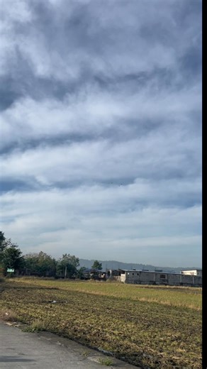 Flock off bird🦜 #buhaymagiibon #Rhey #FreeFlight #fblifestyle Alagang pikoy handfeed formula by Munting Ibunan | Rhey Buenaobra