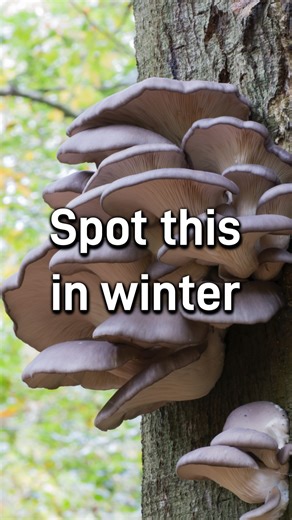 The first of my Top 5 Winter Mushrooms is the Grey Oyster Mushroom (Pleurotus ostreatus). It can be found all year round but I find it is much more common in winter. It’s a lovely mushroom with a texture that makes it a good meat substitute too. Here I cover where to find it, how to identify it, and any look-alike to be aware of. #foraging #wildfood #connecttonature #mushrooms #fungi | The Forager Within