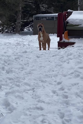 No Trespassing ⛔️ #canecorso #romanwardog #homesecurity #notresspassing #safe #security #protection #dog #pet #family #fyp #foryou #wow #badass
