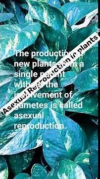 Asexual reproduction in plants