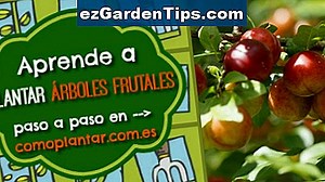 Cómo plantar árboles de cedro blanco 🌱 Tips Jardineros - Es.ezGardenTips.com