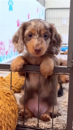 What it sounds like raising a litter of Dachshunds 🔊