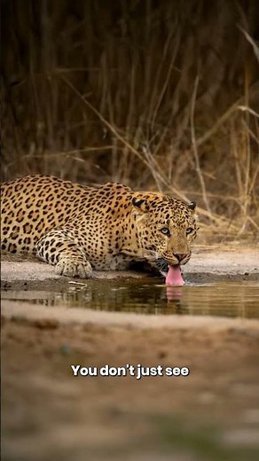 Panna National Park Safari | Tiger Reserve of MP | Wild Heart of India