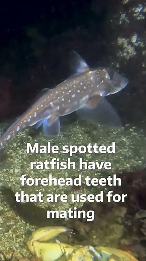 This common fish has an uncommon feature: Forehead teeth, used for mating