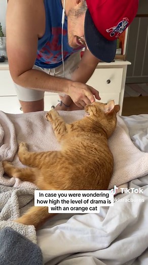 Believe it or not, she absolutely loves to play like this 🤣 orange cats = drama queens 🫶🐈 #orangecatbehavior #orangecatsoftiktok #adoptdontshop #fyp #foryourpage