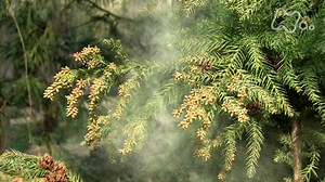 ＮＨＫスペシャル　病の起源 ６　アレルギー　～２億年目の免疫異変～ −NHKオンデマンド