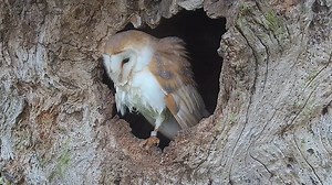 43K views · 3.4K reactions | Even owls get creepy visitors on Halloween  This slug has crept into a barn owl's breast feathers and won't let go. Yeuch  #Halloween #creepycrawlies | Robert E Fuller | Facebook