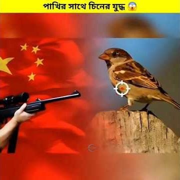 China VS Sparrow Bird 😱 || #shorts #shortsvideo