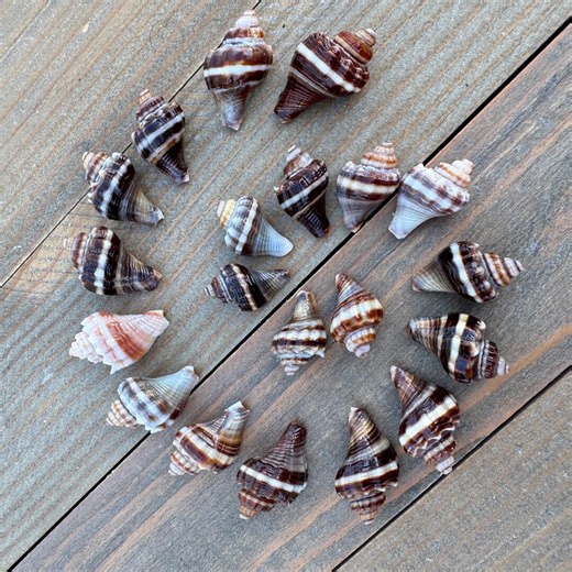 20 Mini/tiny King Crown Conch Seashells. Collectible / Jewelry / Crafts. See Sizes in Video. - Etsy