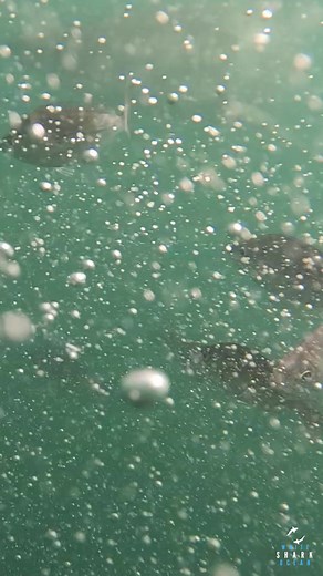 14K views · 455 reactions | Great White Shark Explodes Through The Surface #greatwhiteshark #greatwhite #shark #sharks #sharkweek #savesharks GoPro | White Shark Ocean | Facebook