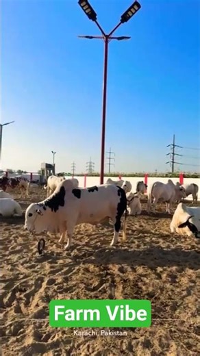 ​Bakra Eid 2026 Ka Pehla Dhamaka! 🔥 Maal Ready Hai!