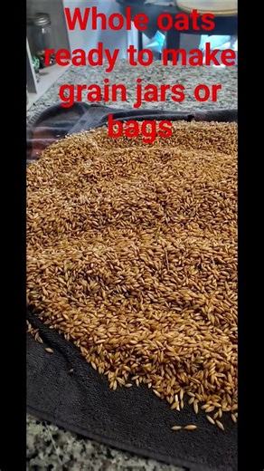 Making grain spawn for mushroom cultivation #mycology #sendit #agar