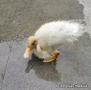 Feet.exe has stopped working ⚠️ Peepers grow quicker than their feet sometimes aha IG @stanley.theduck | Cute Duck Old Page