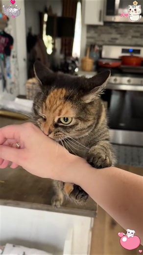 Engaging Cat Games for Your Clingy Feline Friend