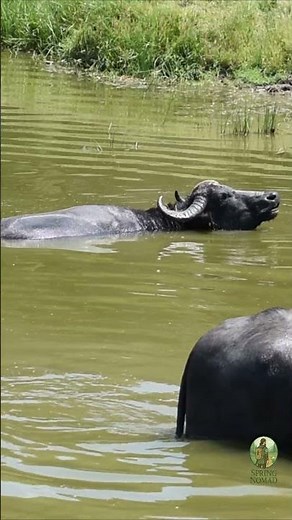 What Does a Water Buffalo Alarm Sound Like? 🐃 Listen to This Rare Moment #forestambience #wildlife
