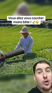1.4M views · 9.3K reactions | Comment les feuilles de thé sont ramassées grâce à un outil spécial qui ne prélève que les feuilles du dessus  | Lucas En Parle | Facebook