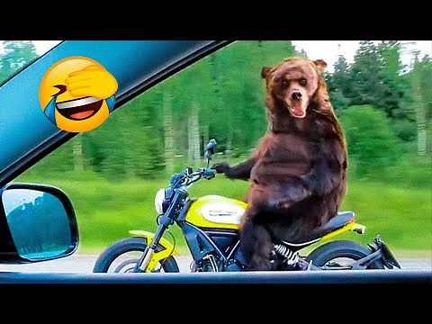 Best Funny Animal Videos Of The 2022 🤣 - Funny Farm And Wild Animals Videos 🐴🐻