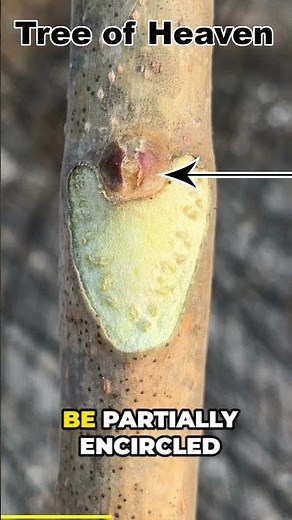 Quick Way to Tell Tree of Heaven from Sumac in Winter!