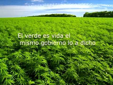 El Numero Uno Rafa Caro Quintero