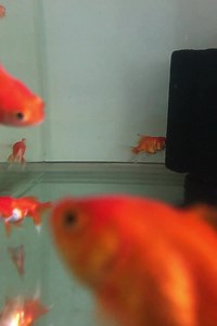 Colorful Fish Aquarium Home!麗♥️ | Black Excellence | Facebook