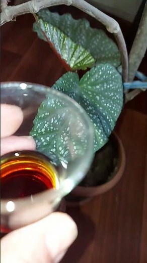 How to Care for and Propagate the Spotted Begonia Booster - Do This and It Will Bloom Continuously
