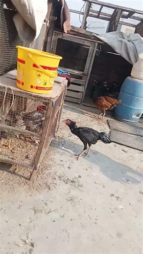 #for you #aseelmurga #java murga#top10 Aseel