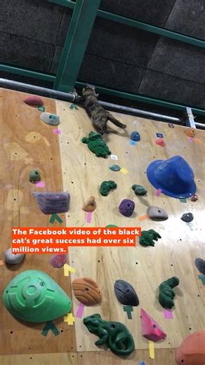 8.7K views · 172 reactions | This cat has some serious climbing skills! | storyful | Facebook