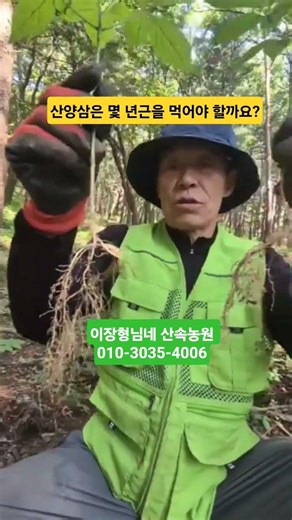 산양삼 효능 #산양삼 가격 #산삼 #장뇌삼