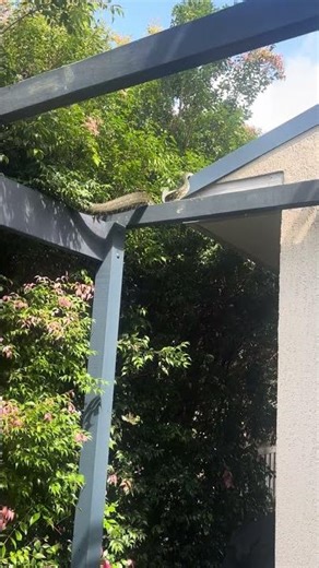 Python on the move - Australian Nature #nature #australia #snake