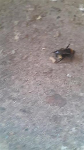 TikTok · Nature_of_belarus