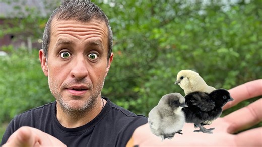 Hatching out the weirdest new chickens we’ve ever raised