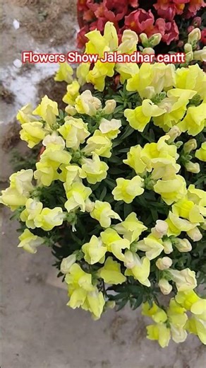 Flowers Show 2026 | Beautiful Flower Exhibition | Nature Lovers Paradise 🌸