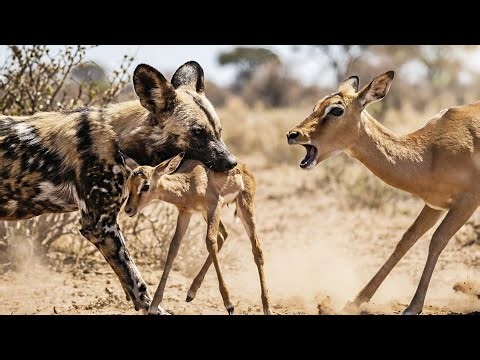 The Wildest , Ruthless and Most Dangerous Predator in History