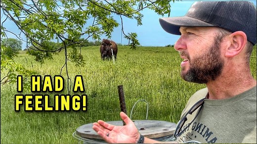 23K views · 924 reactions | Wasn't Surprised When I Found Them In the Pasture! - Cross Timbers Bison Join my group: https://www.facebook.com/groups/701393415894403 | Cross Timbers Bison Fans | Facebook