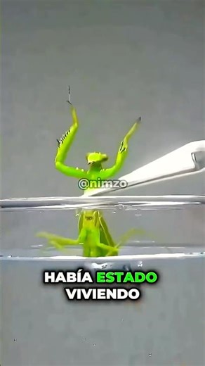 El hombre salva al insecto🪲 #nobatidao #shorts