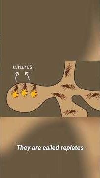 Ants vs Termites The Animated Battle You Have to See! #biology #facts #science