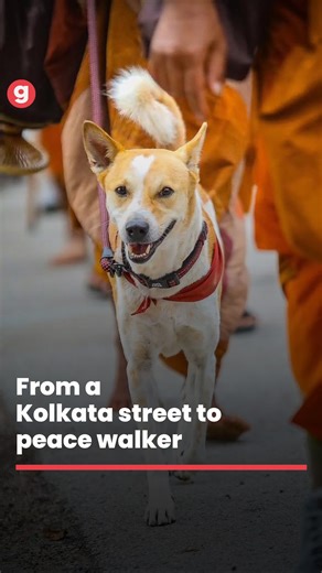 128K views · 10K reactions | Aloka, an abandoned Indian Pariah dog,...