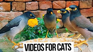 Videos For Cats To Watch. Birds like Common Myna, Javan myna, Jungle myna, Bank myna, and Sparrow Came To Eat | Birds Extravaganza and listen to the calming and relaxing sound of singing birds. This is Cats TV and Dogs TV. These are the sounds cats love. This relaxing and calming video will put you directly into Nature. One leg myna also came again to our home. Bird video for cats. #entertainmentvideoforcat #Videosforcatstowatch #Videosforcats #Videoforcats #birdvideoforcats #birds #birdlife #ca