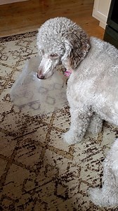 ★OPCA RESCUE UPDATE!★ It is 6:57 O'Clock PM in the Land of OPCA, and...