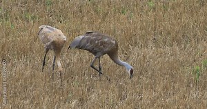 4K UltraHD Sandhill Crane, Grus canadensis, adult and young