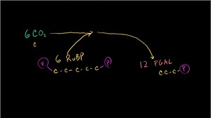 Photosynthesis: Calvin cycle