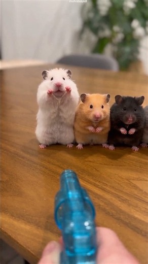 The mice are showing off their acting skills😯 #shortvideo