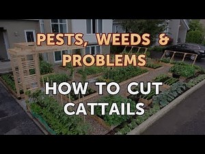 How to Cut Cattails