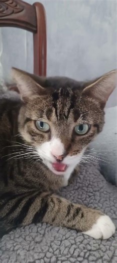 YOU SPIN ME ROUND(LIKE A RECORD) "DEAD OR ALIVE COVER CUTE CATS SPARKLEY THE OCICAT