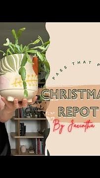 🌵Christmas Cactus Care and Repot | Tips for the Schlumbergera #cactiandsucculents #plantcare