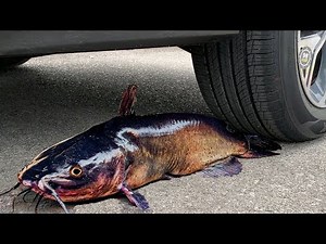 Experiment Car vs Fish Coca Cola and Mentos | Crushing Crunchy & Soft Things by Car | ASMR